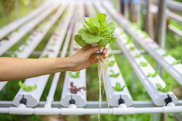 What Are Hydroponic Systems And How Do They Work Fresh Water