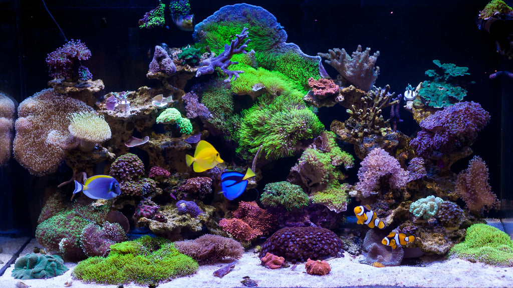 marine aquarium coral reef and fish