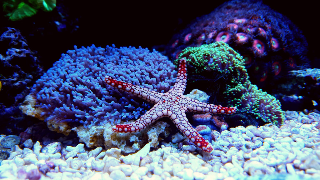aquarium star fish