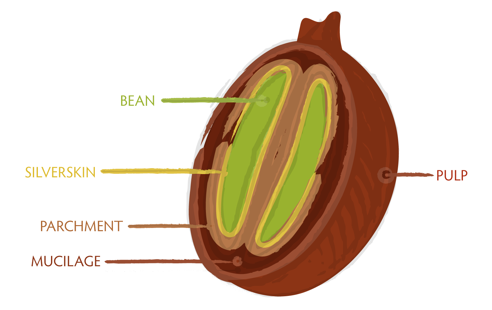 Image : Seattle Coffee Works - Anatomy of a Coffee Cherry