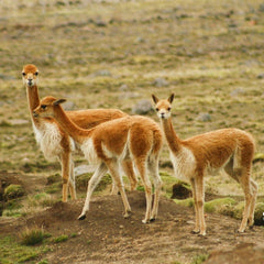 Vicuñas