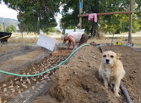 Ruby and Mel planting