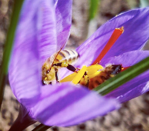 saffron and bees