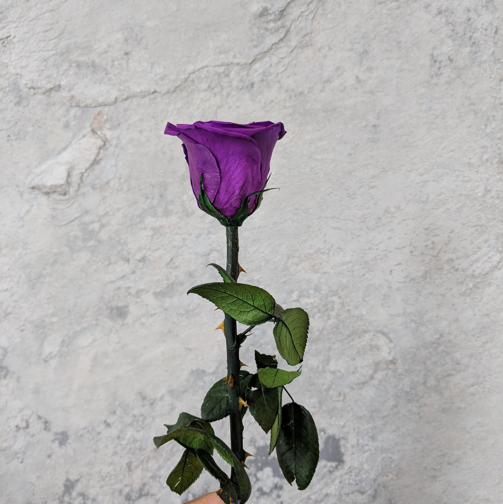 Single Long Stem Deep Purple Rose - Solitaire In Purple – Champs Fleur