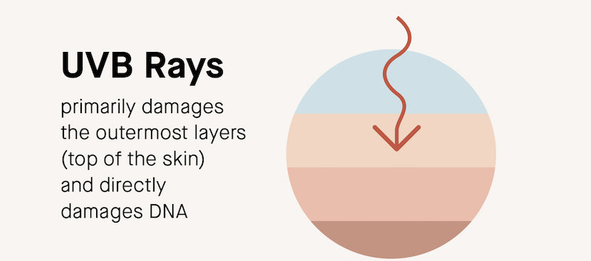 A graphic highlighting what kind of damage UVB rays do to skin