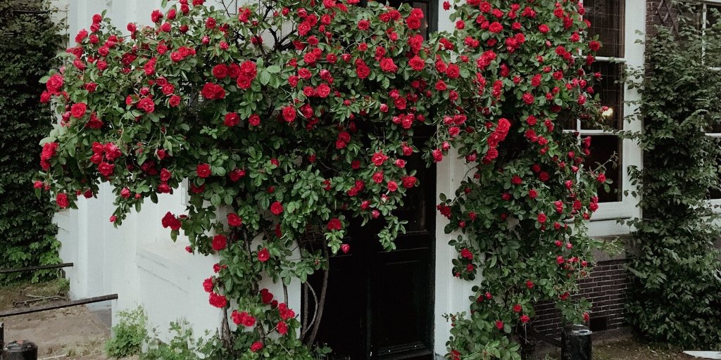 28x Mooiste zomerbloeiers: bloemenzee balkon of Upperbloom