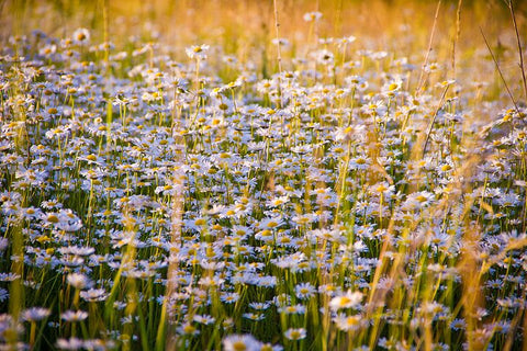 Chamomile Flower Field