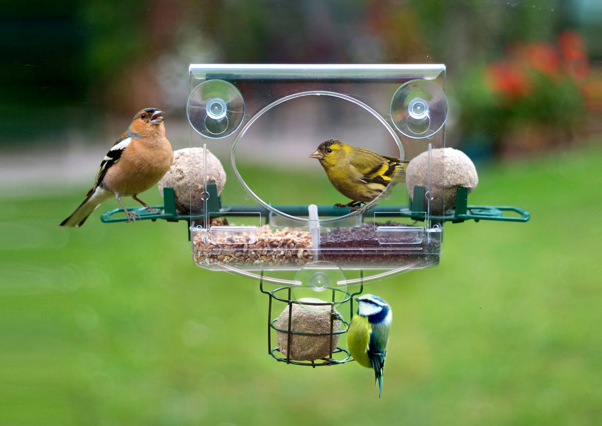 Premium Bird Feeder Collection Blue Fish Shop