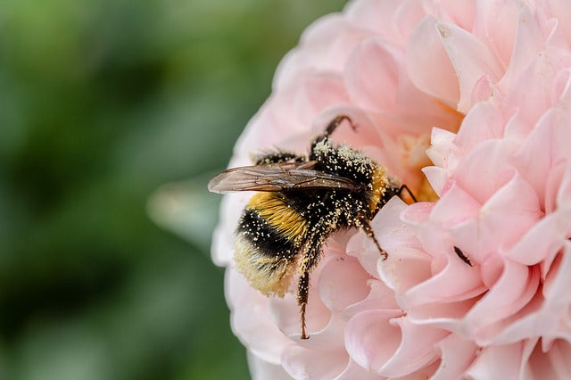 blumen für bienen übersicht