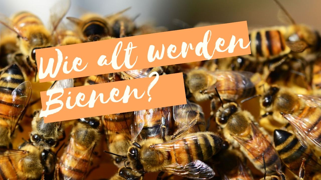 wie alt werden bienen