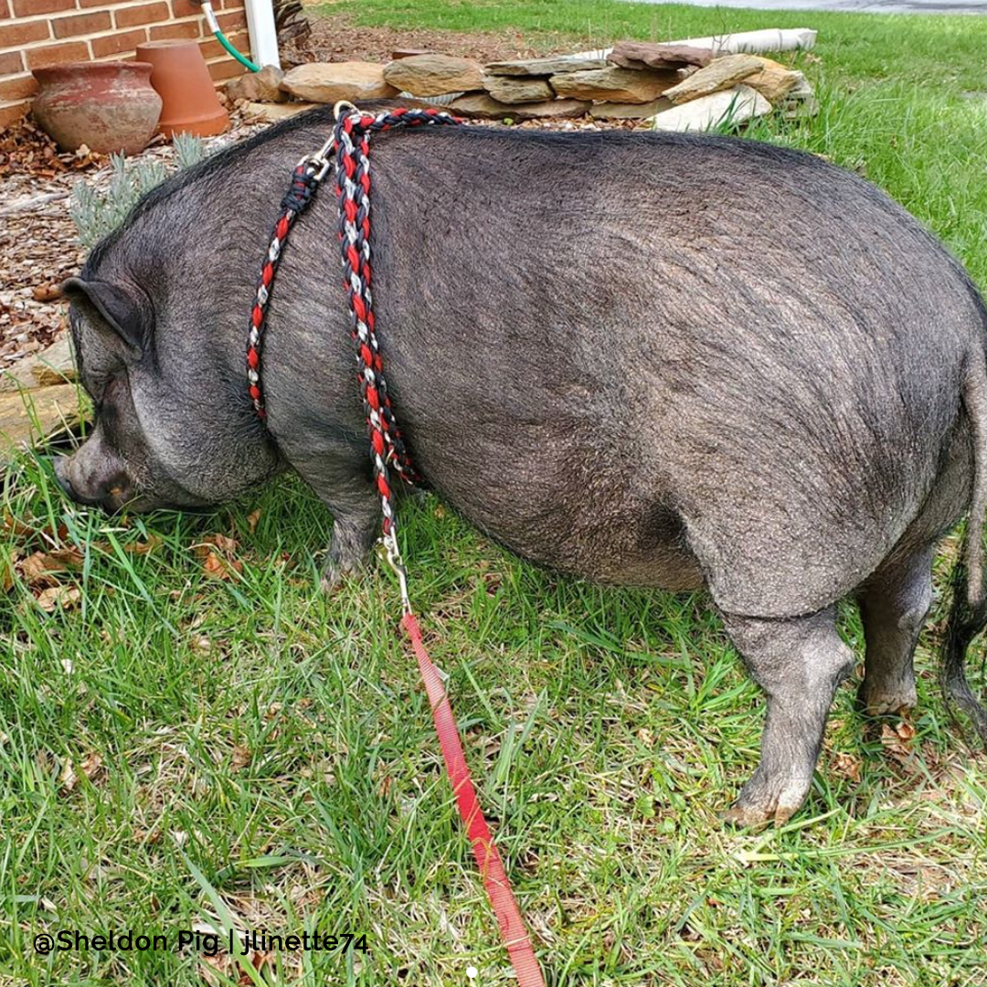 All In One Harness \u0026 Leash For Pigs 