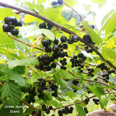 Black Currants | Green Acre Scent | Handmade in Canada