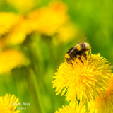 Dandelions and bees | Green Acre Scent