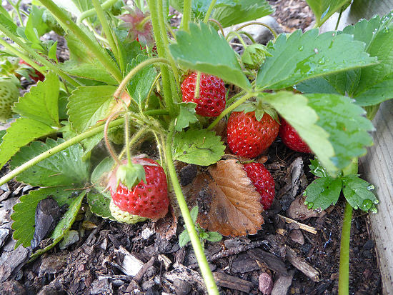 CRISPR Plants & Radiation