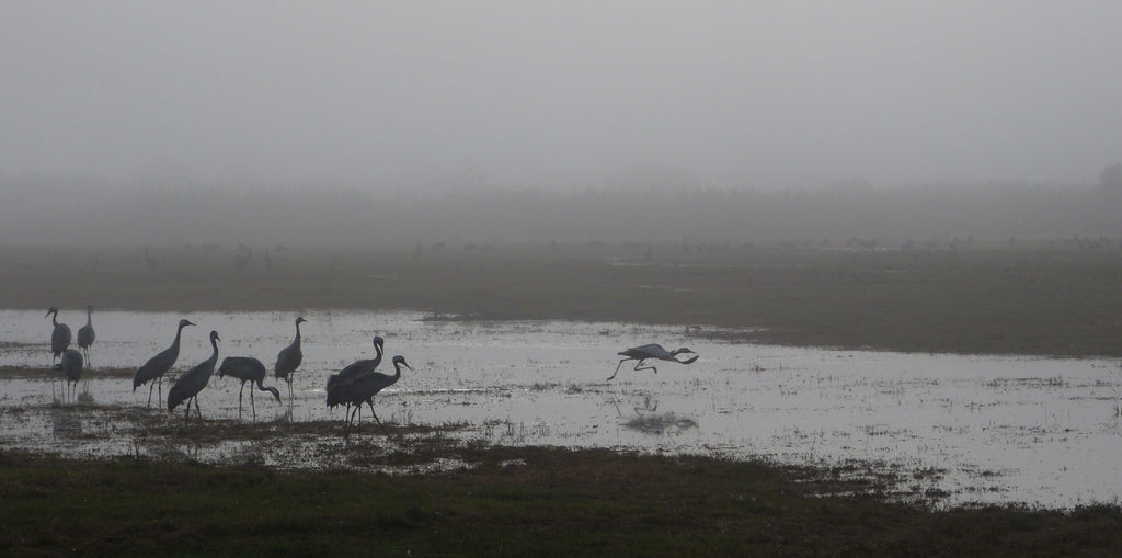 Common Cranes - Photo by David Lindo