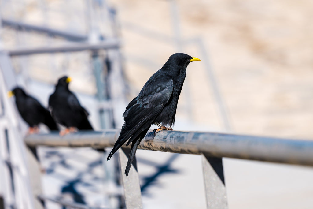 Alpine Chough - Photo by David Lindo