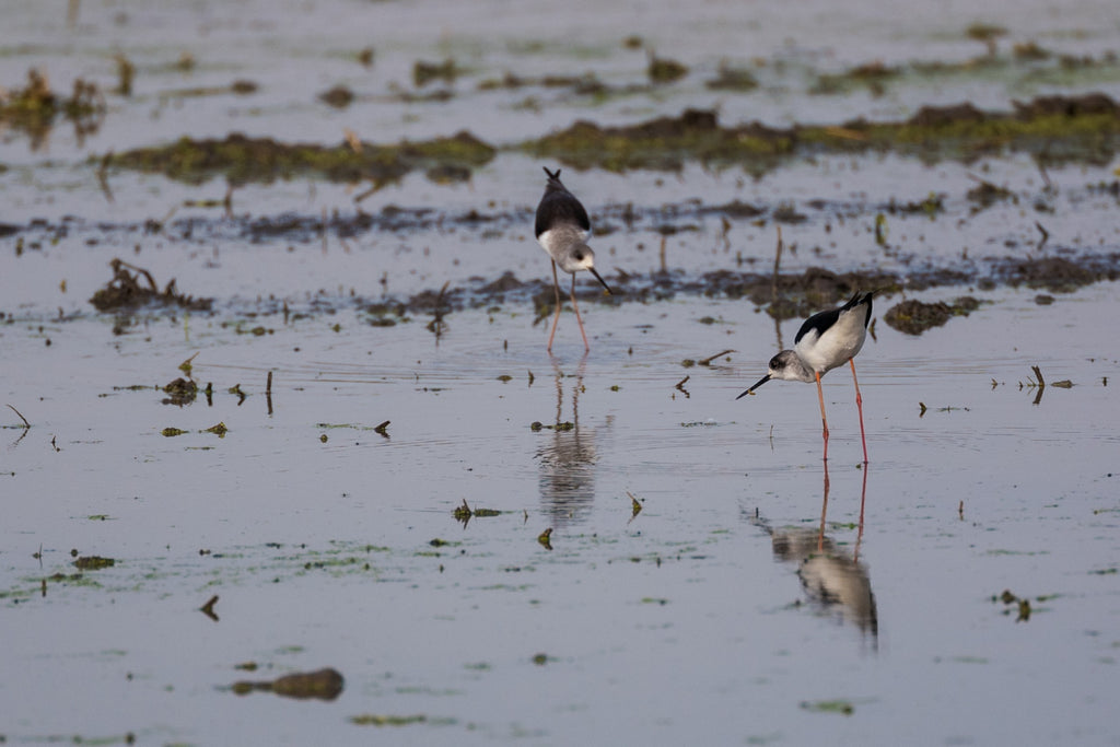 Black-Winged Stilt - Photo by David Lindo