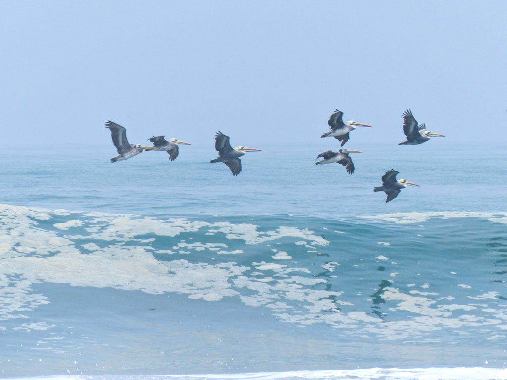 Chilean Pelicans - Photo by David Lindo
