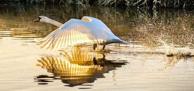 Winning photo of a swan by Clayton Jane