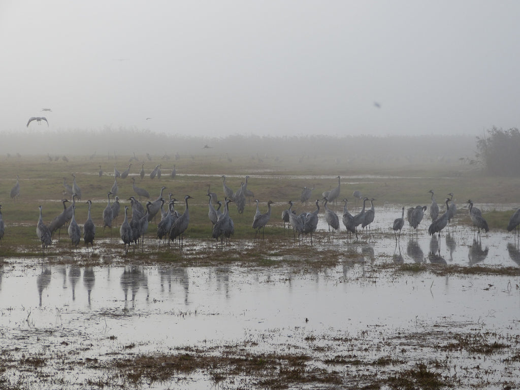Common Cranes - Photo by David Lindo