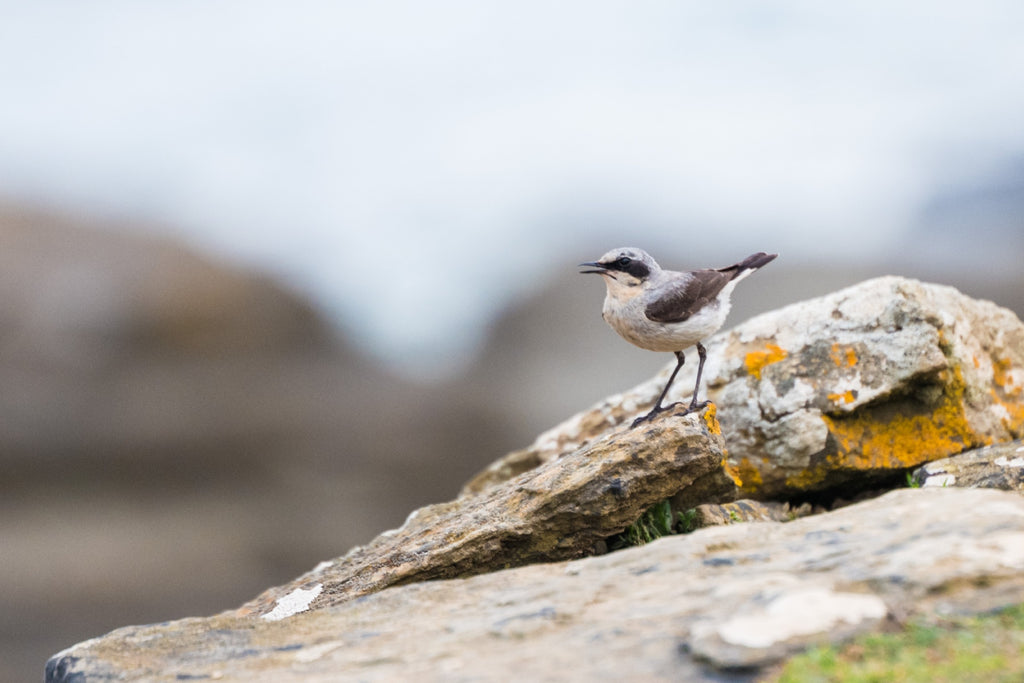 Northern Wheatear - Photo by David Lindo