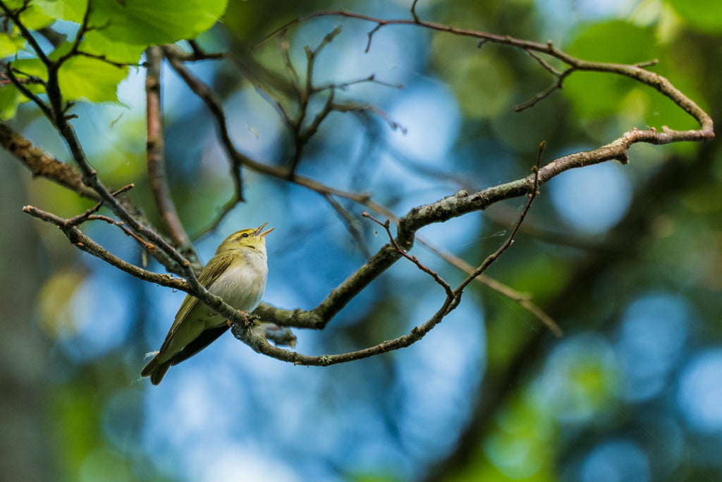 Wood Warbler - Photo by David Lindo