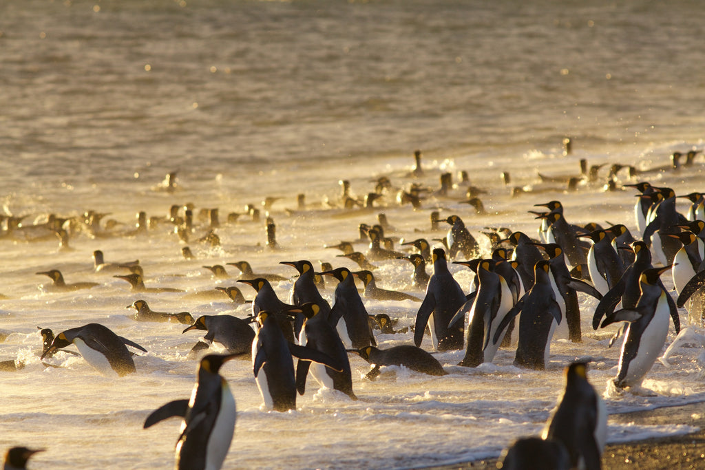 Penguins during filming of one of Alastair Fothergill's productions