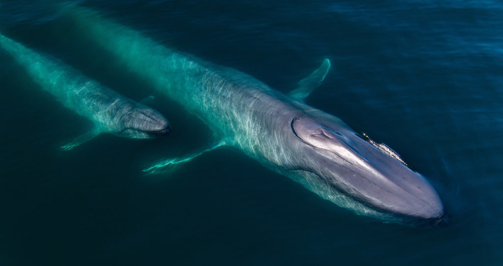 Whales captured on film as part of one of Alastair Fothergill's productions