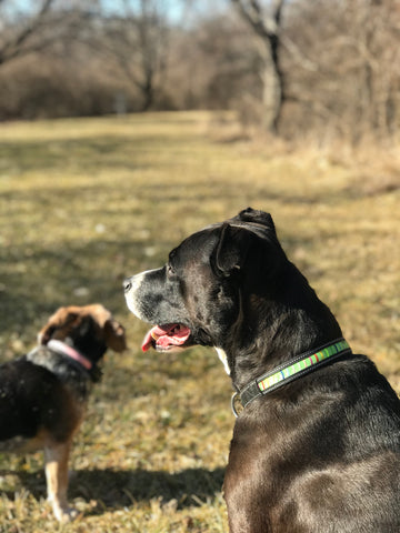 Solar Power LED Dog Collar