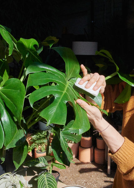 Hands wiping down the leaves of a large monstera deliciosa with a reusable cloth.