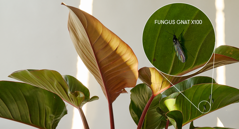 Fungus gnat enlarged to 100x amongst houseplant foliage