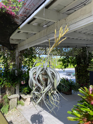 A blooming King of Air Plants hanging outdoors.