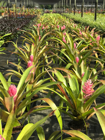 Bromeliads with pink flowers in bloom.
