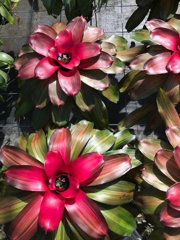 Bromeliads blushing and blooming.