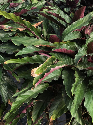 A furry feather calathea with crispy edges and brown and yellow discoloration.