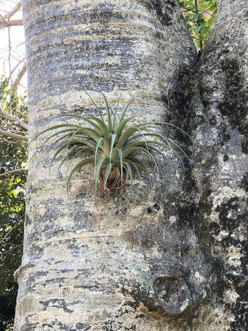 An air plant growing on a tree trunk.