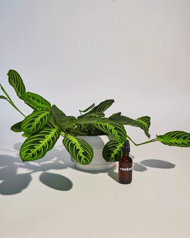 A moving image of a hand using a Rooted spray bottle to spritz a potted prayer plant with a neem oil and water solution.