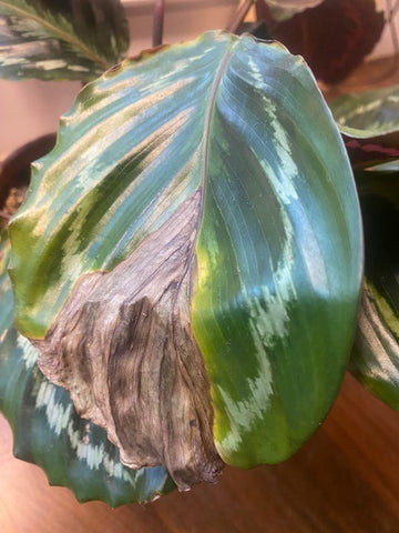 A calathea medallion with yellow and brown leaf discoloration.