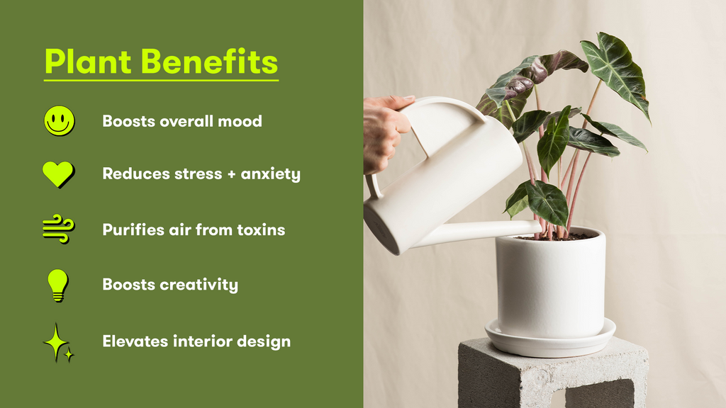 A graphic displaying the following benefits of keeping plants: Boosts overall mood, reduces stress and anxiety, purifies air from toxins, boosts creativity, and elevates interior design.
