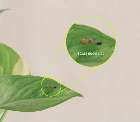 Scale bugs on foliage with gray background