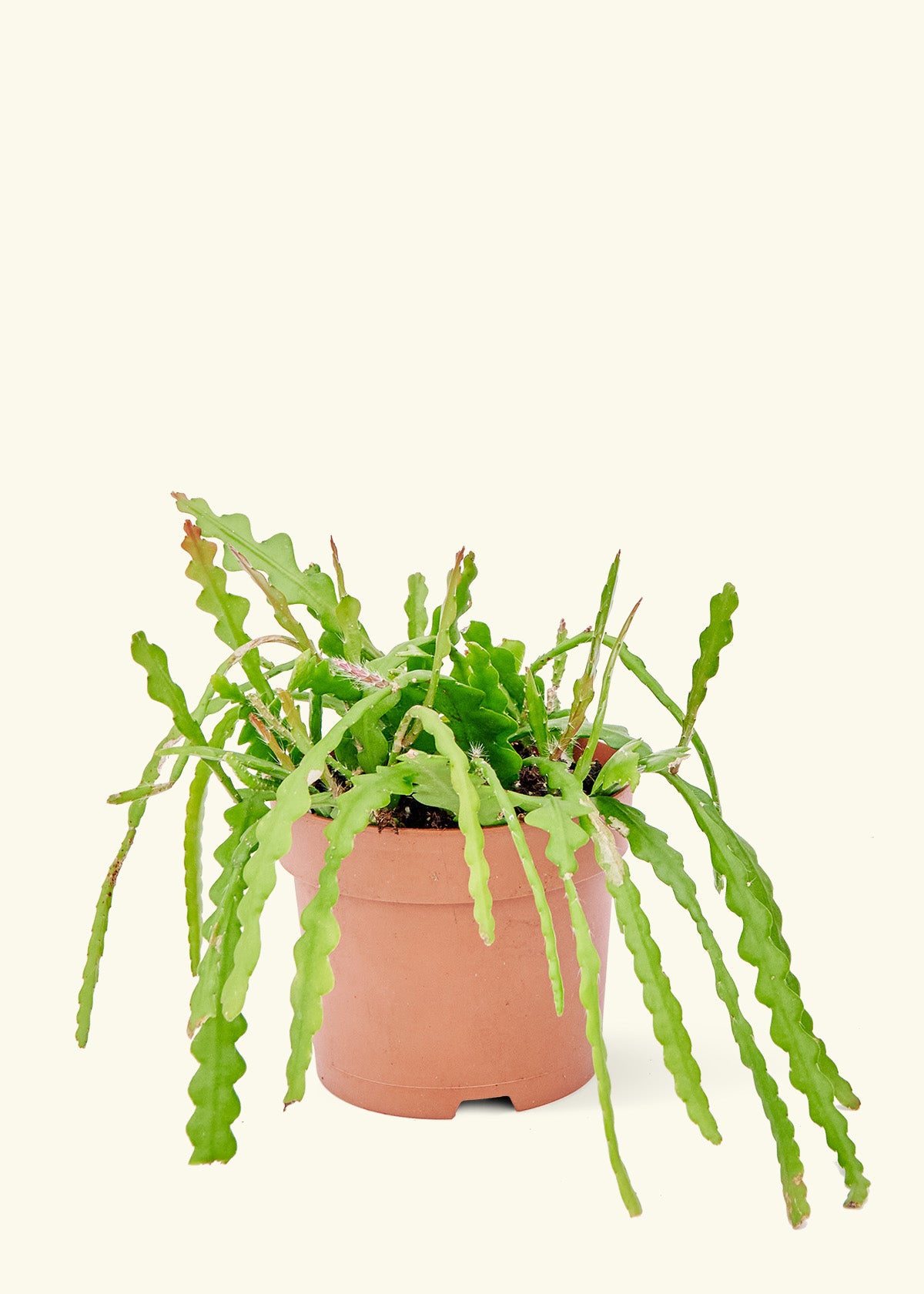 herhaling Wegrijden Universeel Fishbone Cactus, Medium – Rooted