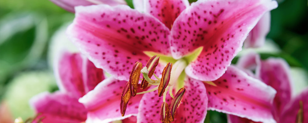 5-bulbs-to-add-perennial-garden-oriental-lily