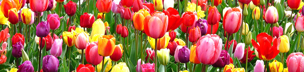 bulb planting tulips