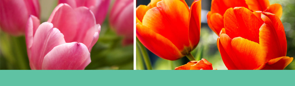 Pink and orange tulips - how to grow tulips