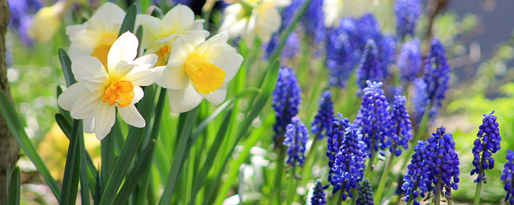 brent-and-becky-answer-your-questions-daffodils-hyacinths