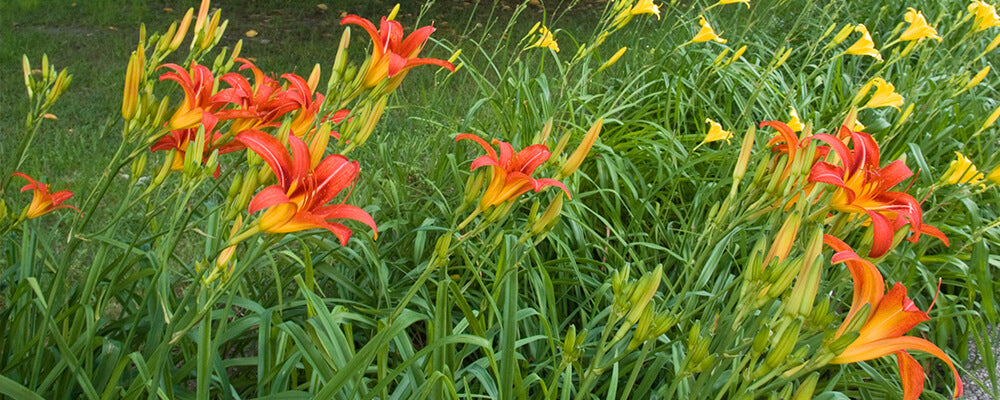 brent-and-becky-bulbs-more-podcast-questions-daylilies