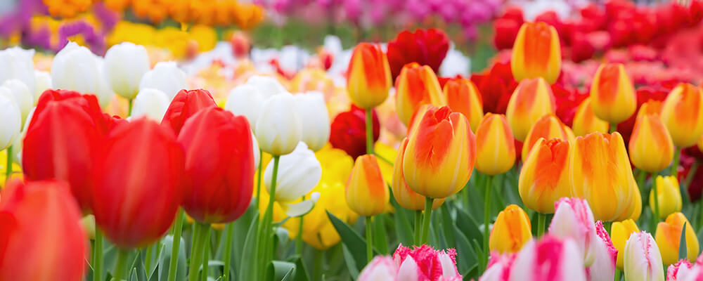 brent-and-becky-bulbs-more-podcast-questions-multicolored-tulips