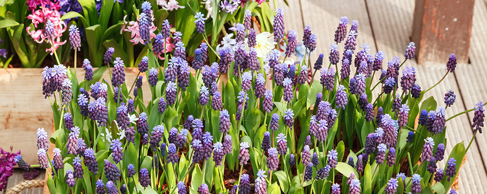 brent-and-becky-bulbs-planning-fall-plantings-muscari-container