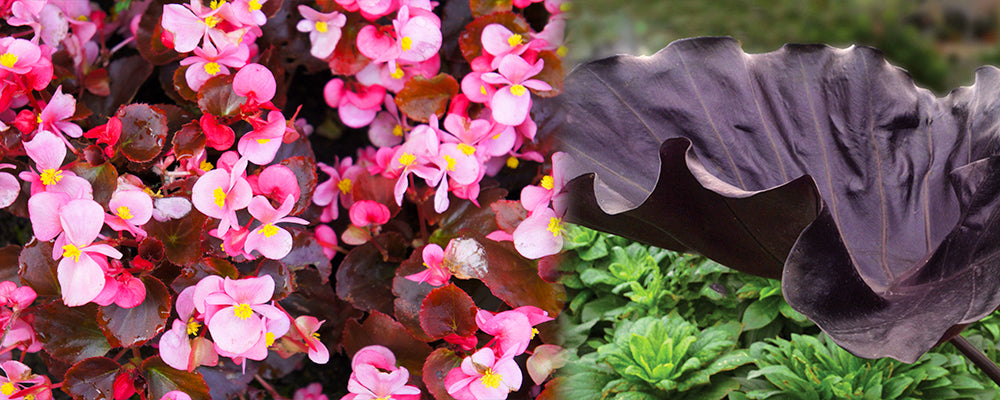 brent-and-becky-color-echo-colocasia-begonia