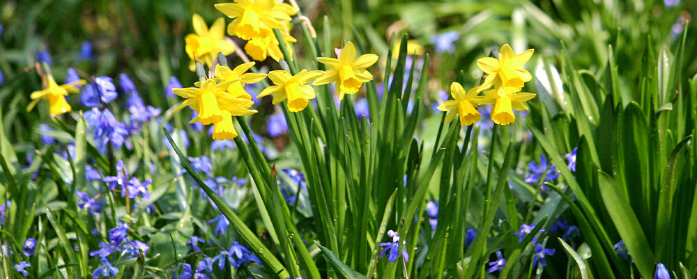 brent-and-becky-cut-flower-arrangement-ideas-daffodil-and-bluebells